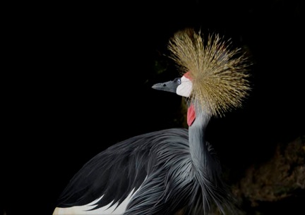 bird